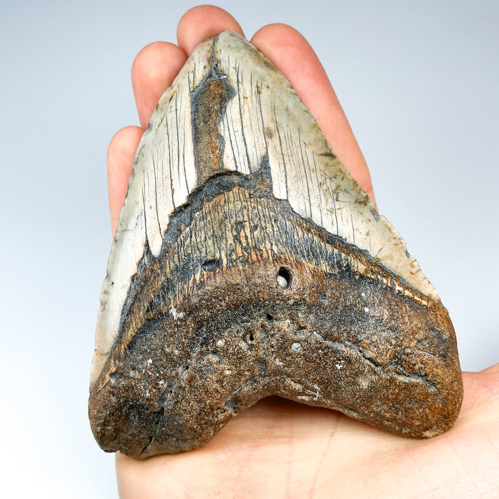 Fossilized Shark Tooth Specimen: Carcharodon Megalodon-Rocks and Gems Canada