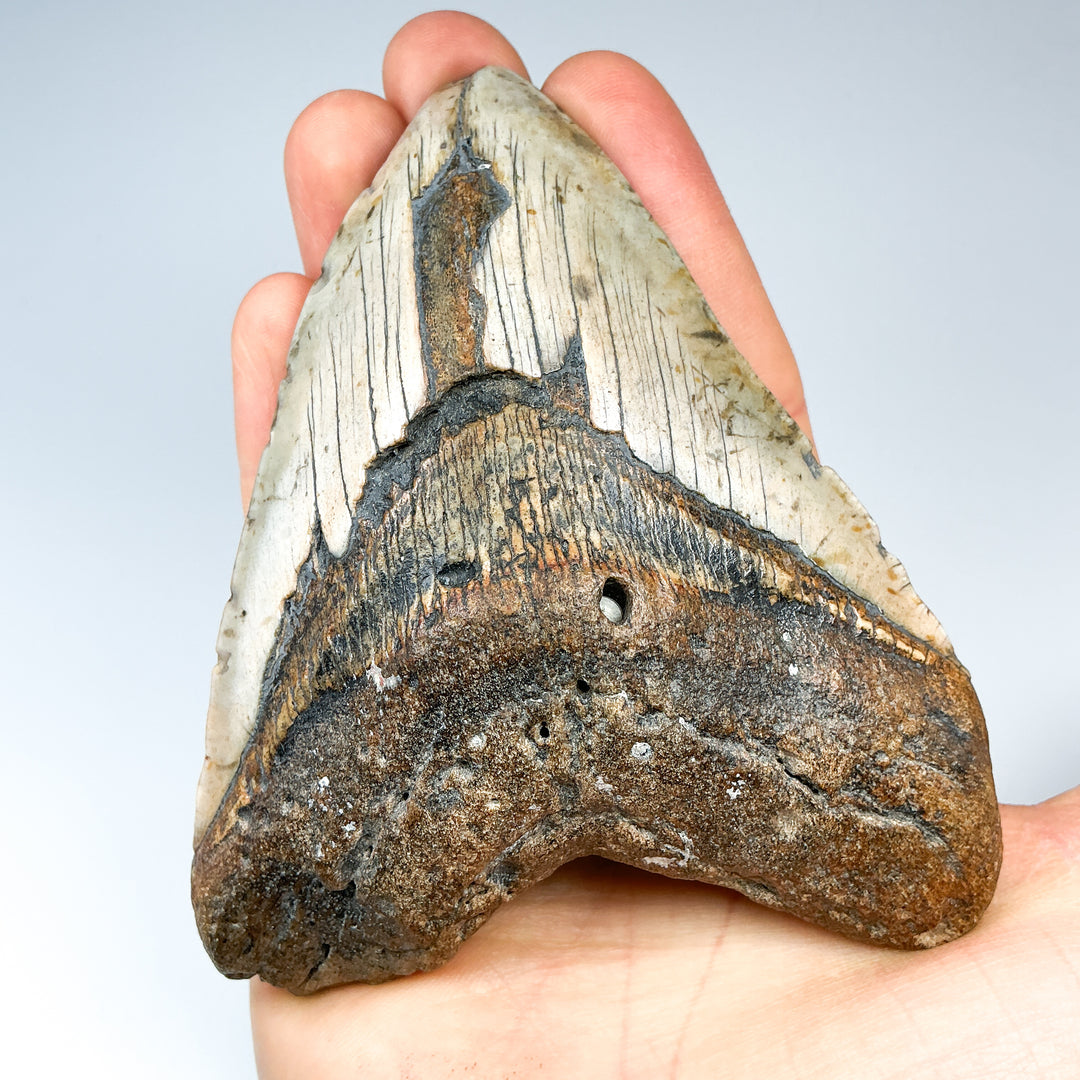 Fossilized Shark Tooth Specimen: Carcharodon Megalodon-Rocks and Gems Canada