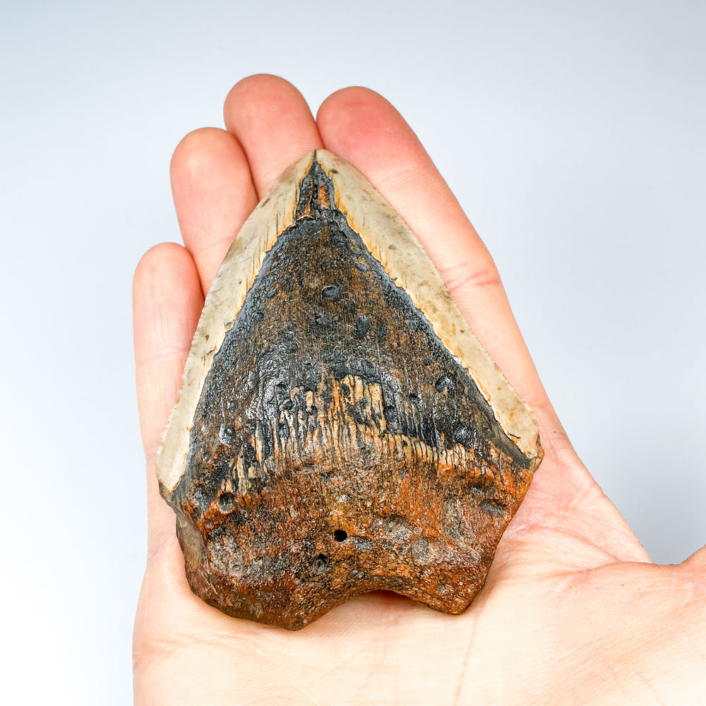 Fossilized Shark Tooth Specimen: Carcharodon Megalodon-Rocks and Gems Canada