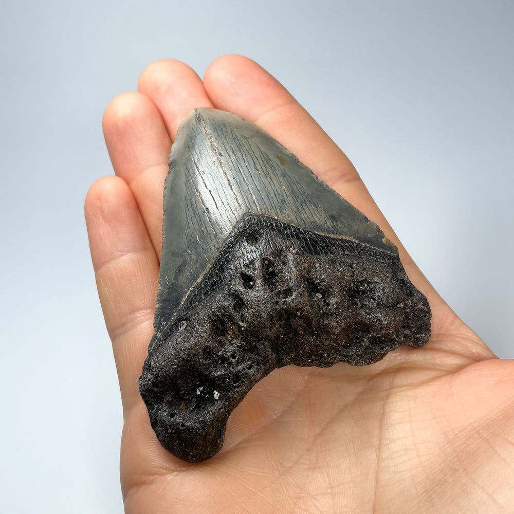 Fossilized Shark Tooth Specimen: Carcharodon Megalodon-Rocks and Gems Canada