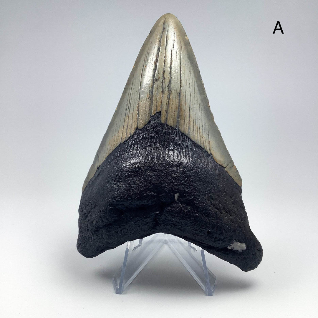 Fossilized Shark Tooth Specimen: Carcharodon Megalodon-Rocks and Gems Canada