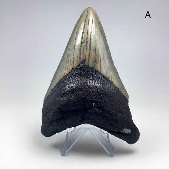 Fossilized Shark Tooth Specimen: Carcharodon Megalodon-Rocks and Gems Canada