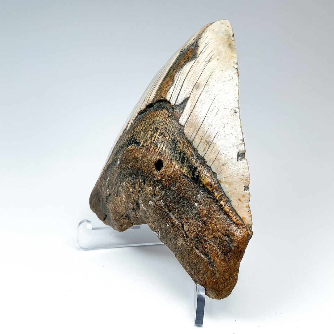 Fossilized Shark Tooth Specimen: Carcharodon Megalodon-Rocks and Gems Canada