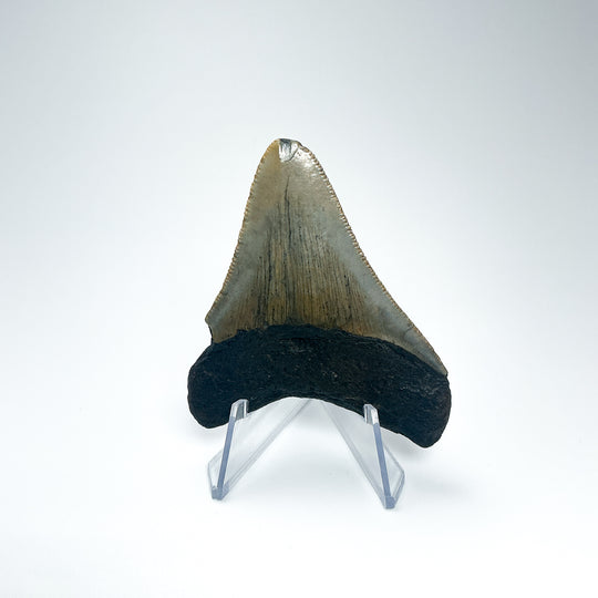 Fossilized Shark Tooth Specimen: Carcharodon Megalodon-Rocks and Gems Canada