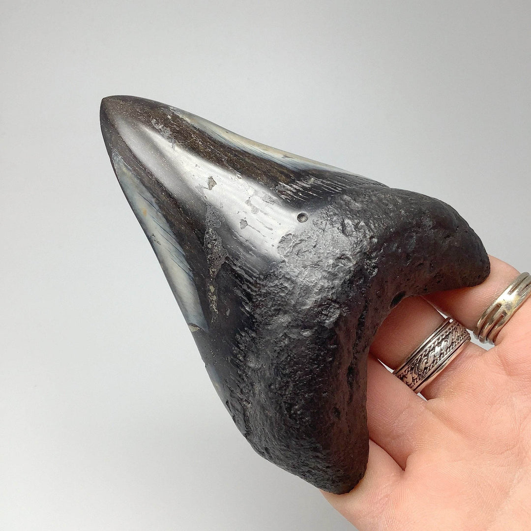 Fossilized Shark Tooth Specimen: Carcharodon Megalodon-Rocks and Gems Canada