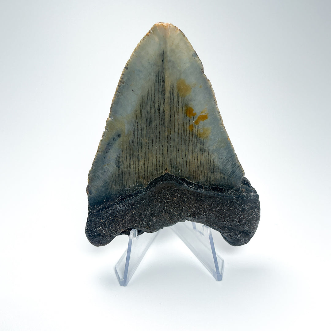 Fossilized Shark Tooth Specimen: Carcharodon Megalodon-Rocks and Gems Canada