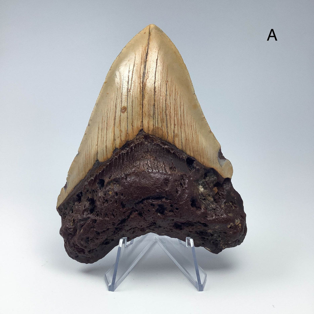 Fossilized Shark Tooth Specimen: Carcharodon Megalodon-Rocks and Gems Canada