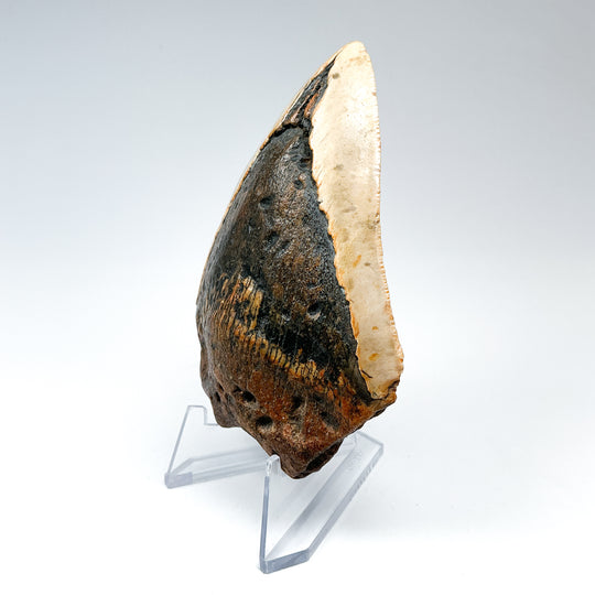Fossilized Shark Tooth Specimen: Carcharodon Megalodon-Rocks and Gems Canada