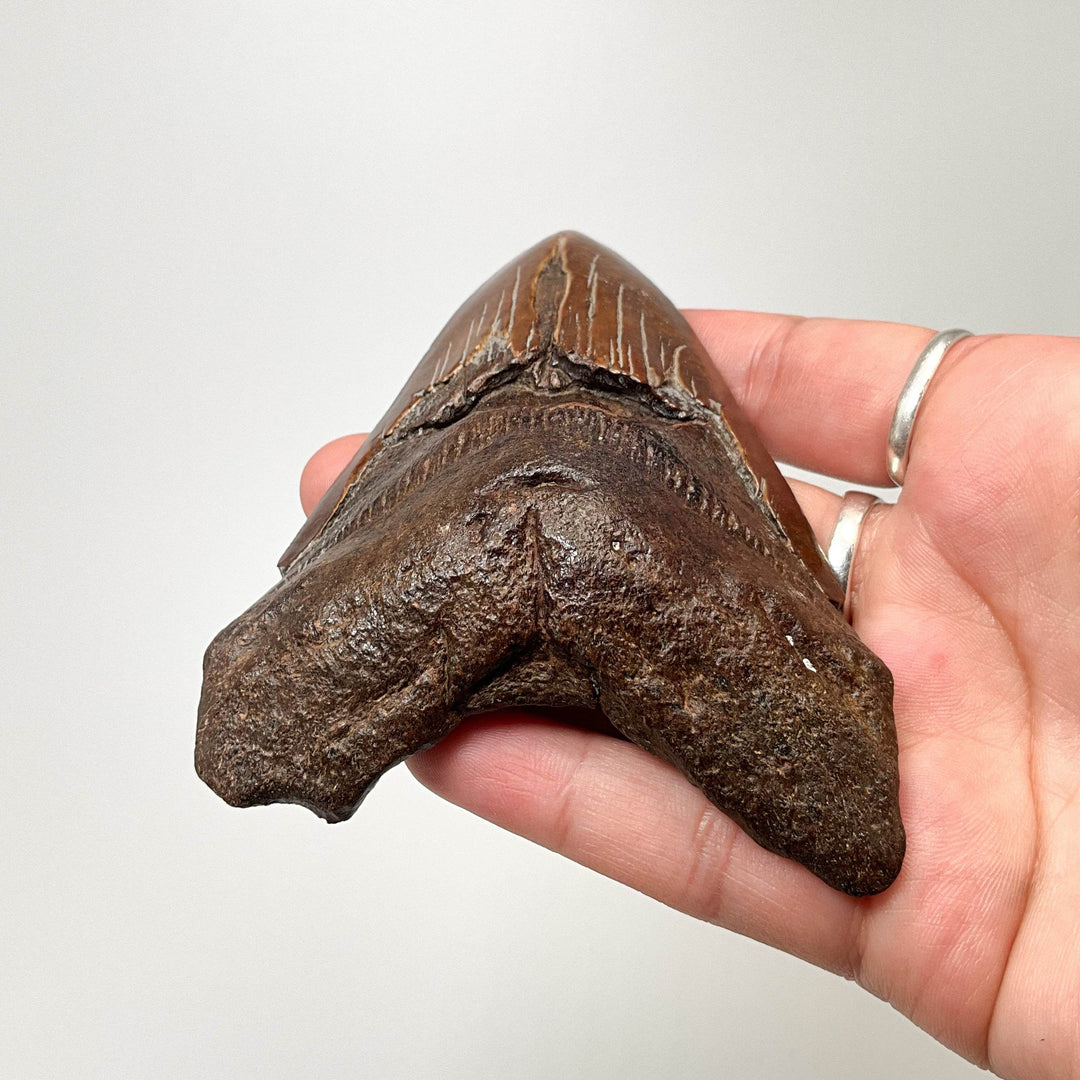 Fossilized Shark Tooth Specimen: Carcharodon Megalodon-Rocks and Gems Canada