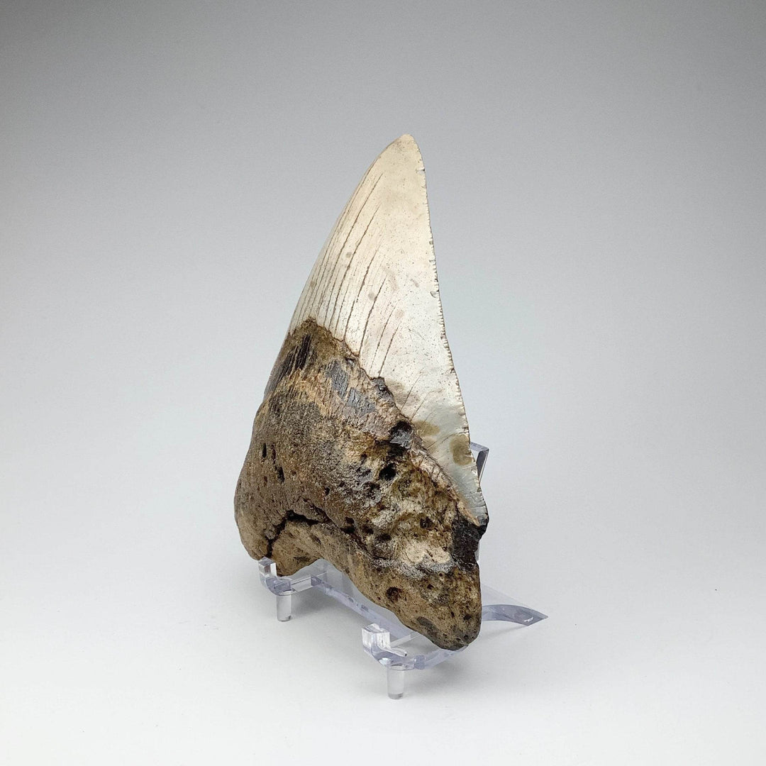 Fossilized Shark Tooth Specimen: Carcharodon Megalodon-Rocks and Gems Canada
