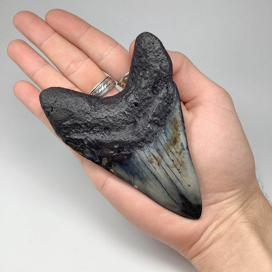 Fossilized Shark Tooth Specimen: Carcharodon Megalodon-Rocks and Gems Canada