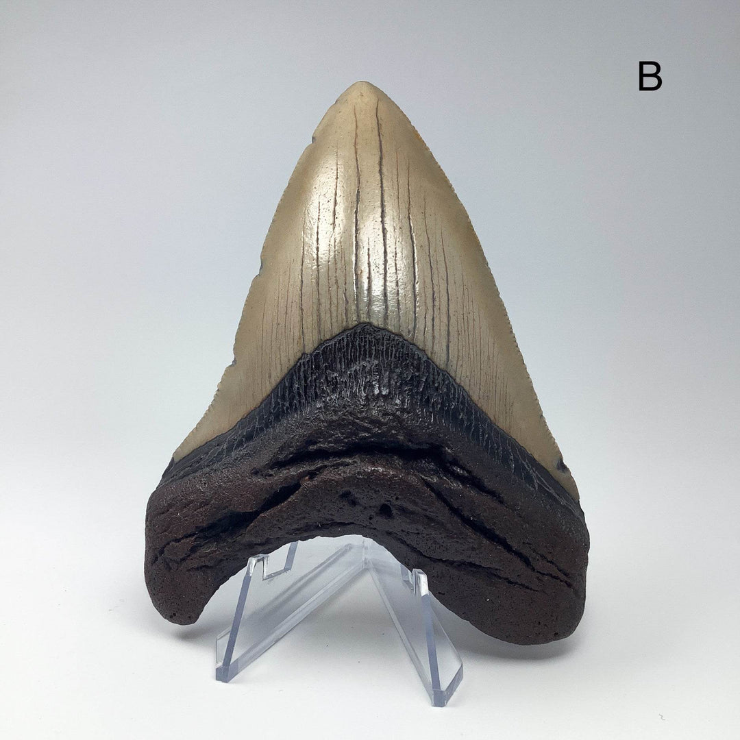 Fossilized Shark Tooth Specimen: Carcharodon Megalodon-Rocks and Gems Canada