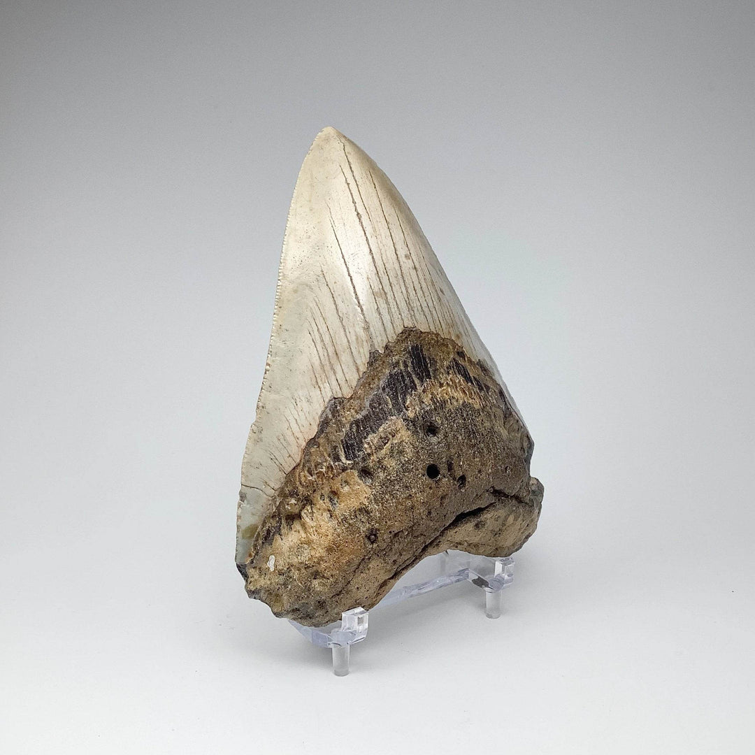 Fossilized Shark Tooth Specimen: Carcharodon Megalodon-Rocks and Gems Canada