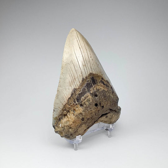 Fossilized Shark Tooth Specimen: Carcharodon Megalodon-Rocks and Gems Canada