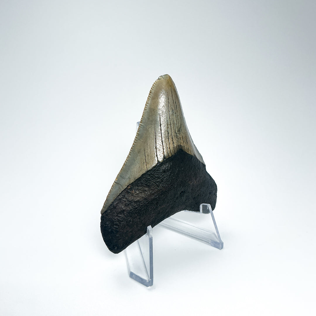 Fossilized Shark Tooth Specimen: Carcharodon Megalodon-Rocks and Gems Canada