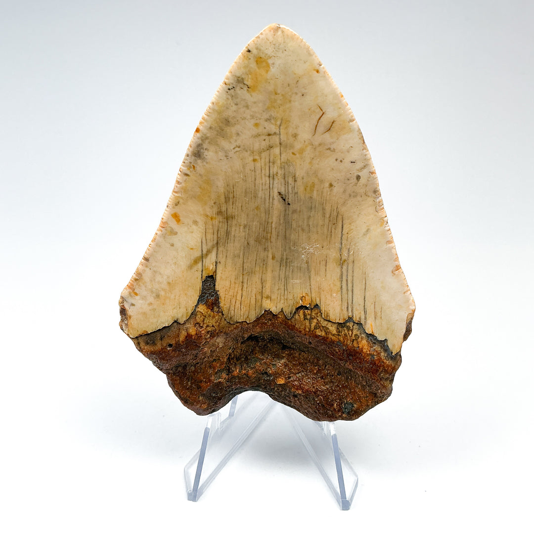 Fossilized Shark Tooth Specimen: Carcharodon Megalodon-Rocks and Gems Canada