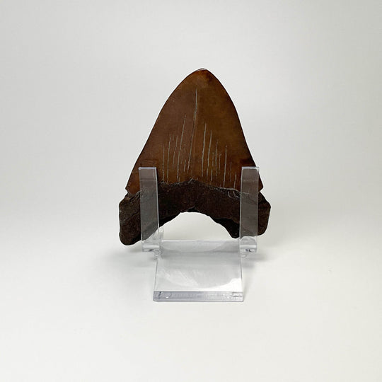 Fossilized Shark Tooth Specimen: Carcharodon Megalodon-Rocks and Gems Canada