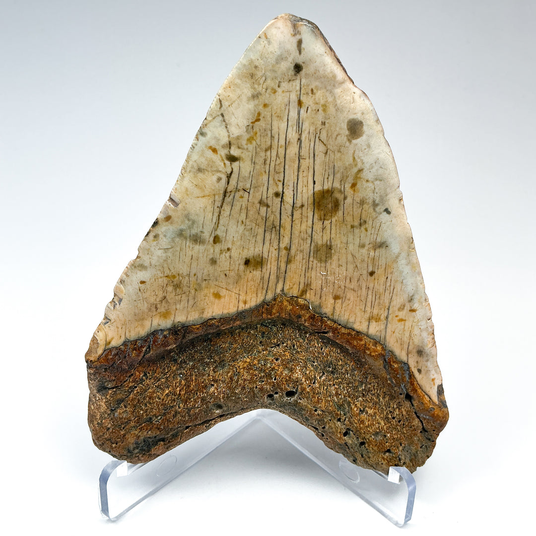 Fossilized Shark Tooth Specimen: Carcharodon Megalodon-Rocks and Gems Canada