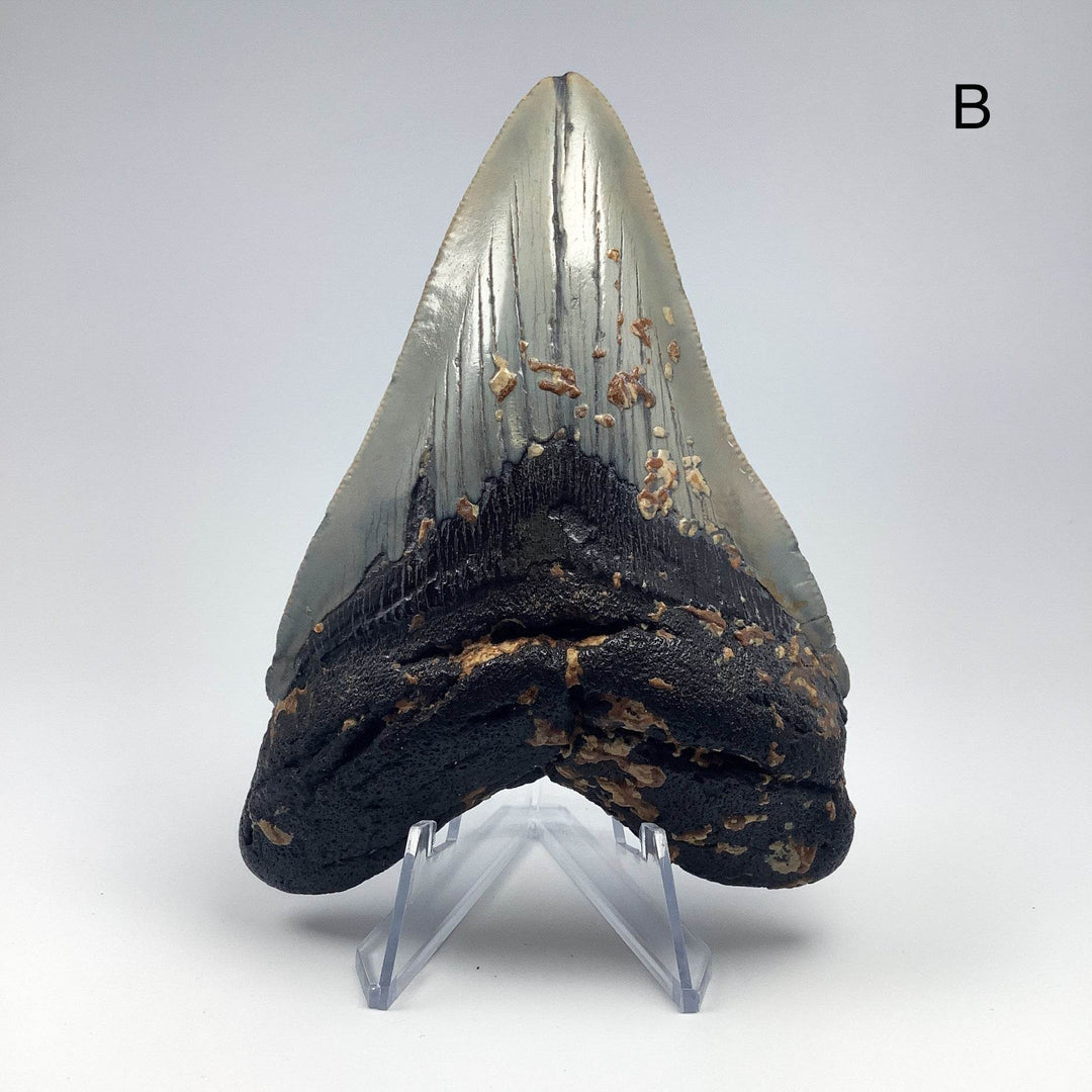 Fossilized Shark Tooth Specimen: Carcharodon Megalodon-Rocks and Gems Canada