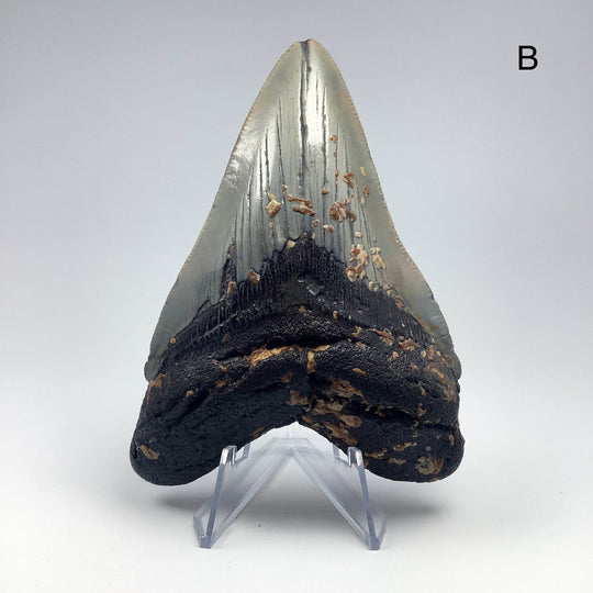 Fossilized Shark Tooth Specimen: Carcharodon Megalodon-Rocks and Gems Canada