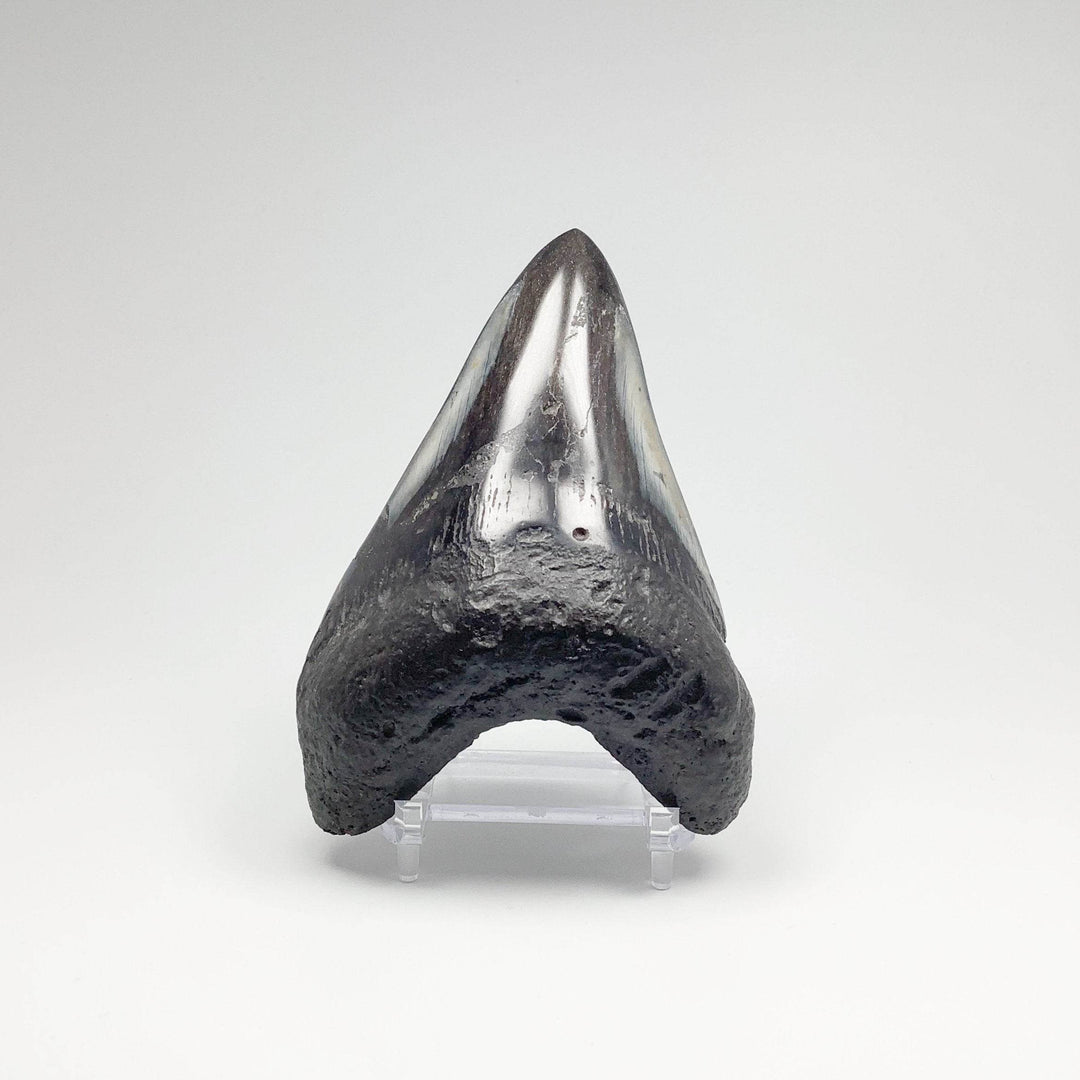 Fossilized Shark Tooth Specimen: Carcharodon Megalodon-Rocks and Gems Canada
