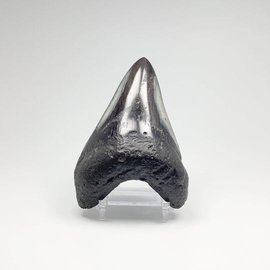 Fossilized Shark Tooth Specimen: Carcharodon Megalodon-Rocks and Gems Canada