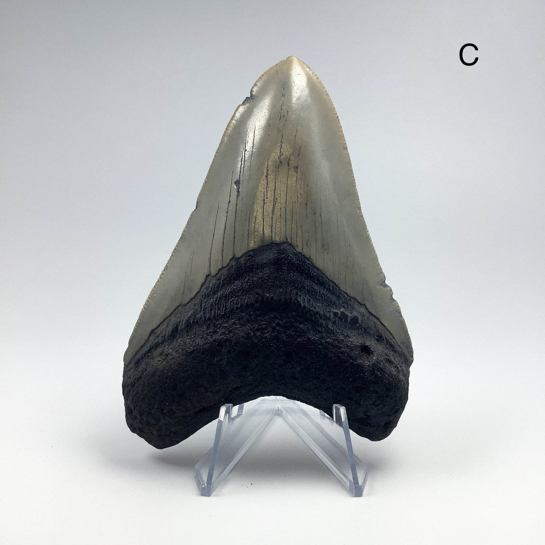 Fossilized Shark Tooth Specimen: Carcharodon Megalodon-Rocks and Gems Canada