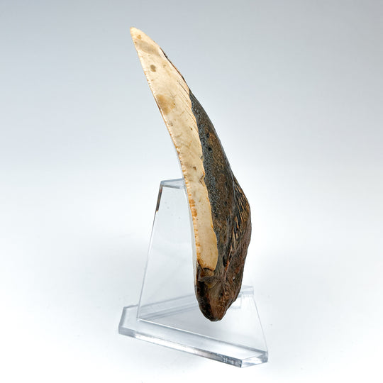 Fossilized Shark Tooth Specimen: Carcharodon Megalodon-Rocks and Gems Canada