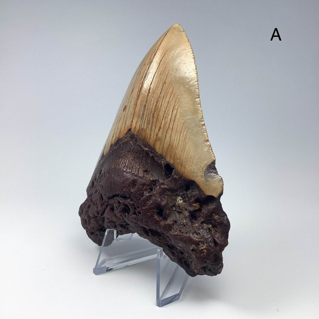 Fossilized Shark Tooth Specimen: Carcharodon Megalodon-Rocks and Gems Canada