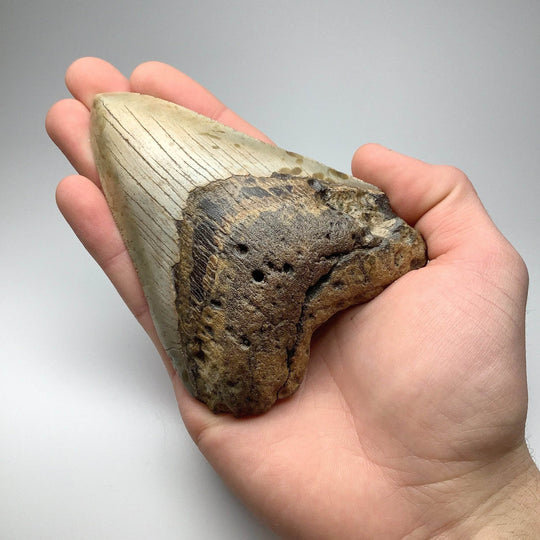 Fossilized Shark Tooth Specimen: Carcharodon Megalodon-Rocks and Gems Canada