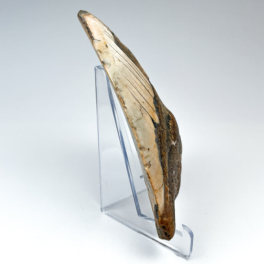 Fossilized Shark Tooth Specimen: Carcharodon Megalodon-Rocks and Gems Canada