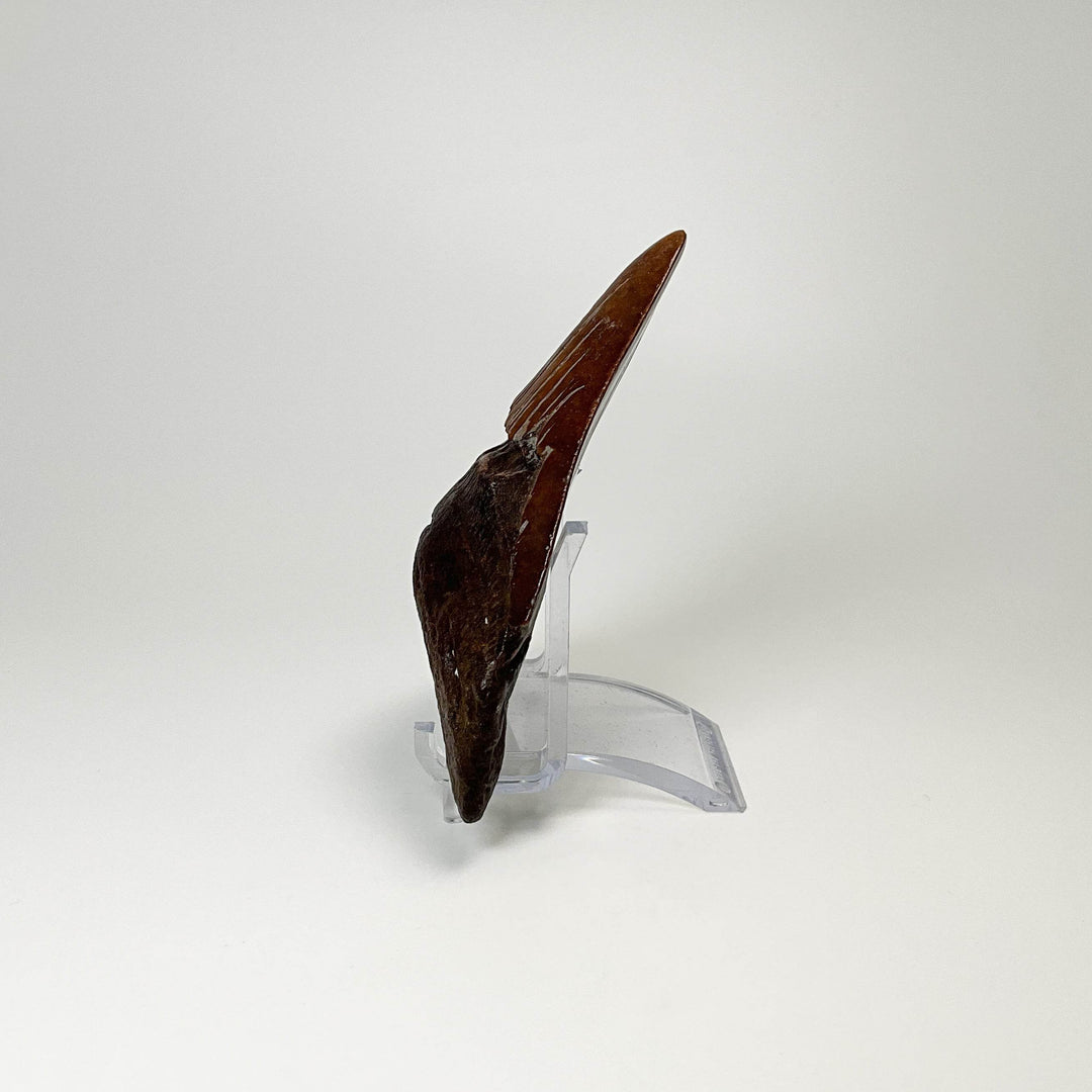 Fossilized Shark Tooth Specimen: Carcharodon Megalodon-Rocks and Gems Canada