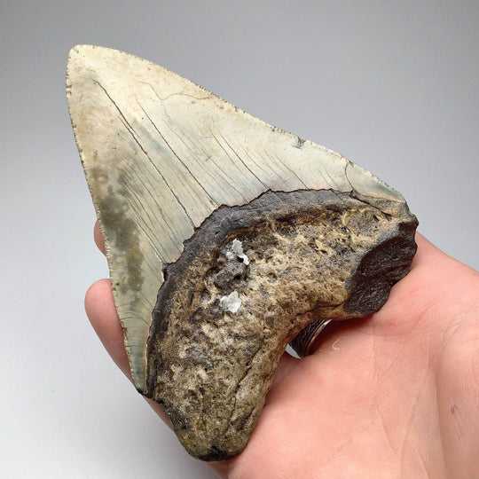 Fossilized Shark Tooth Specimen: Carcharodon Megalodon-Rocks and Gems Canada