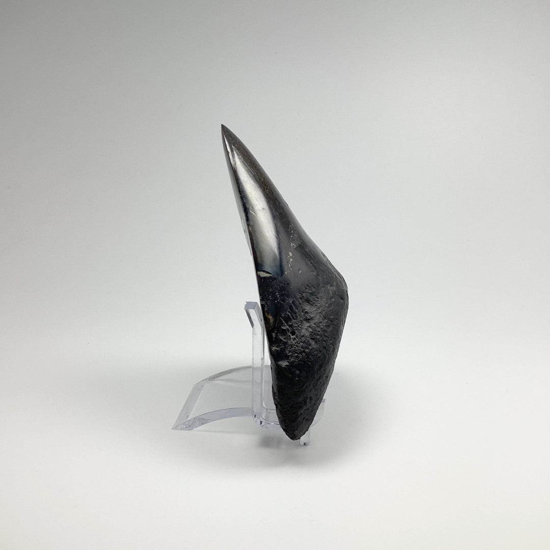 Fossilized Shark Tooth Specimen: Carcharodon Megalodon-Rocks and Gems Canada