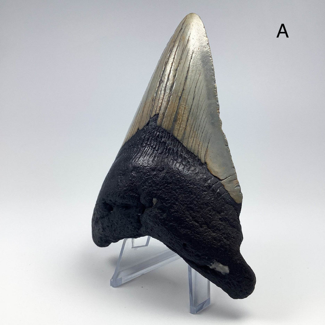Fossilized Shark Tooth Specimen: Carcharodon Megalodon-Rocks and Gems Canada
