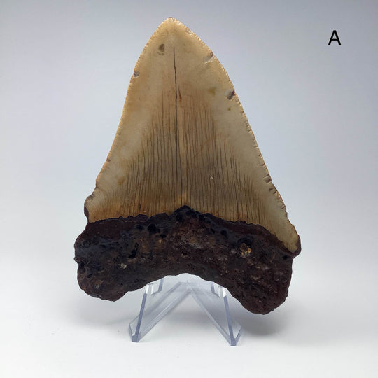 Fossilized Shark Tooth Specimen: Carcharodon Megalodon-Rocks and Gems Canada