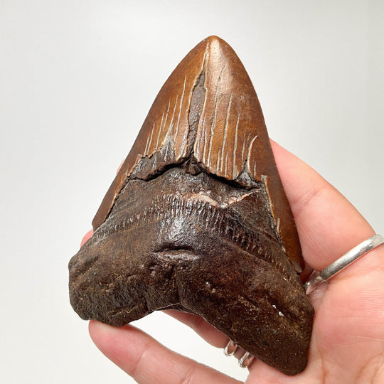 Fossilized Shark Tooth Specimen: Carcharodon Megalodon-Rocks and Gems Canada
