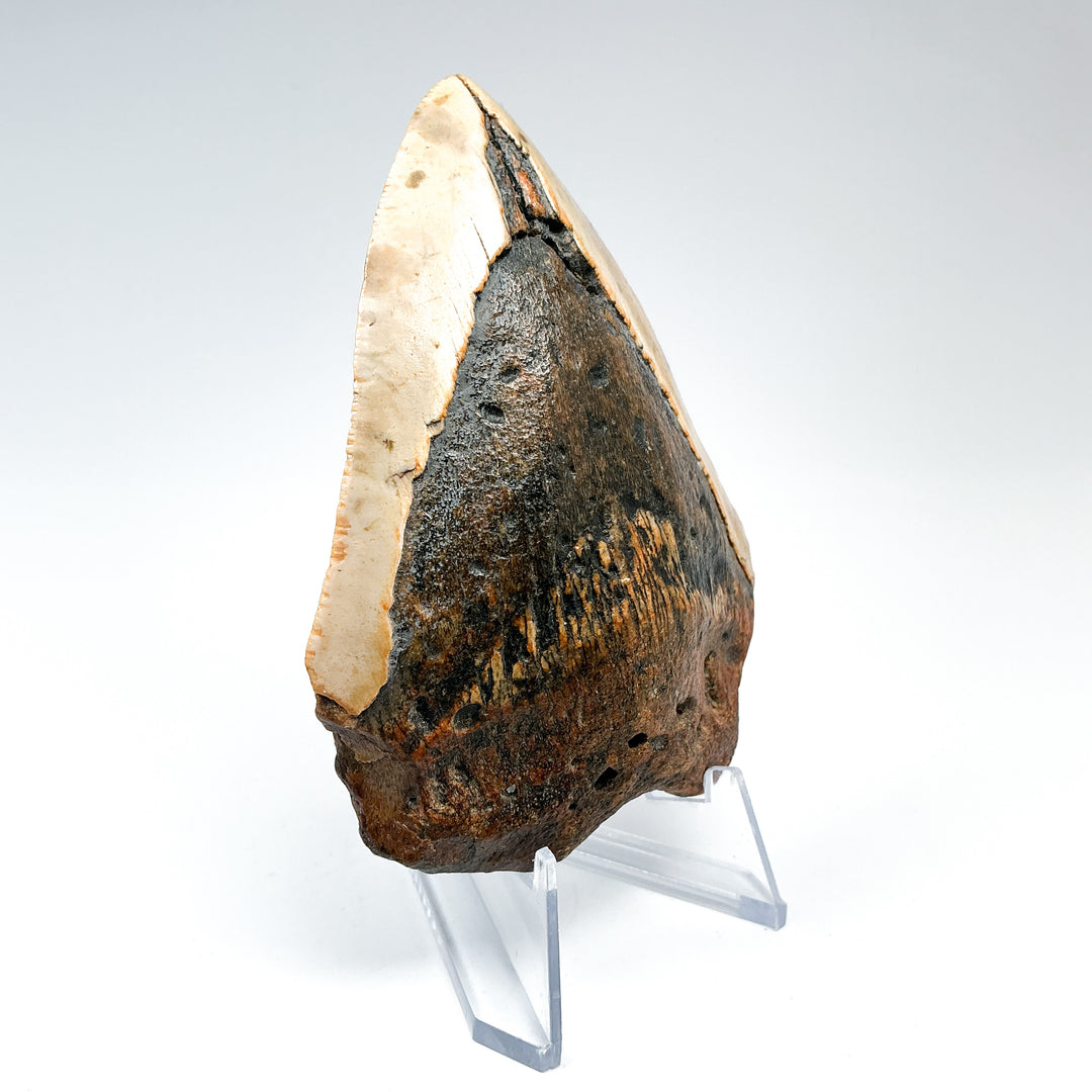 Fossilized Shark Tooth Specimen: Carcharodon Megalodon-Rocks and Gems Canada