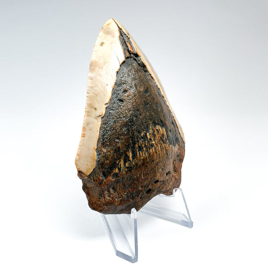Fossilized Shark Tooth Specimen: Carcharodon Megalodon-Rocks and Gems Canada