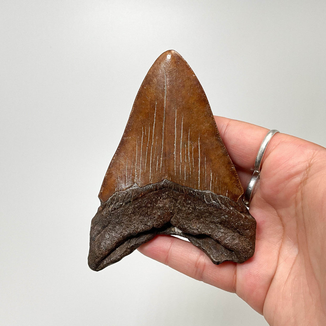 Fossilized Shark Tooth Specimen: Carcharodon Megalodon-Rocks and Gems Canada