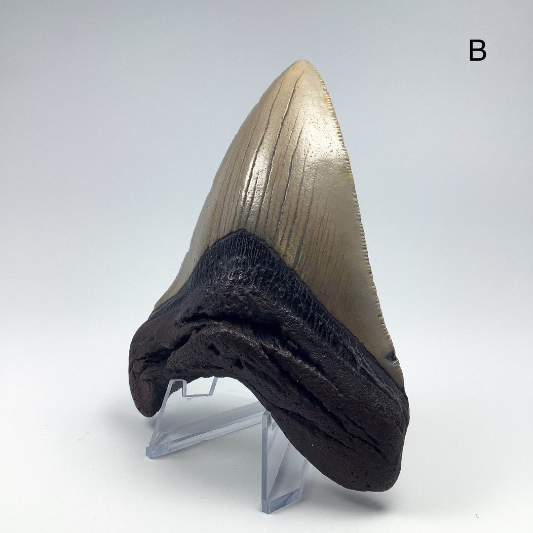 Fossilized Shark Tooth Specimen: Carcharodon Megalodon-Rocks and Gems Canada