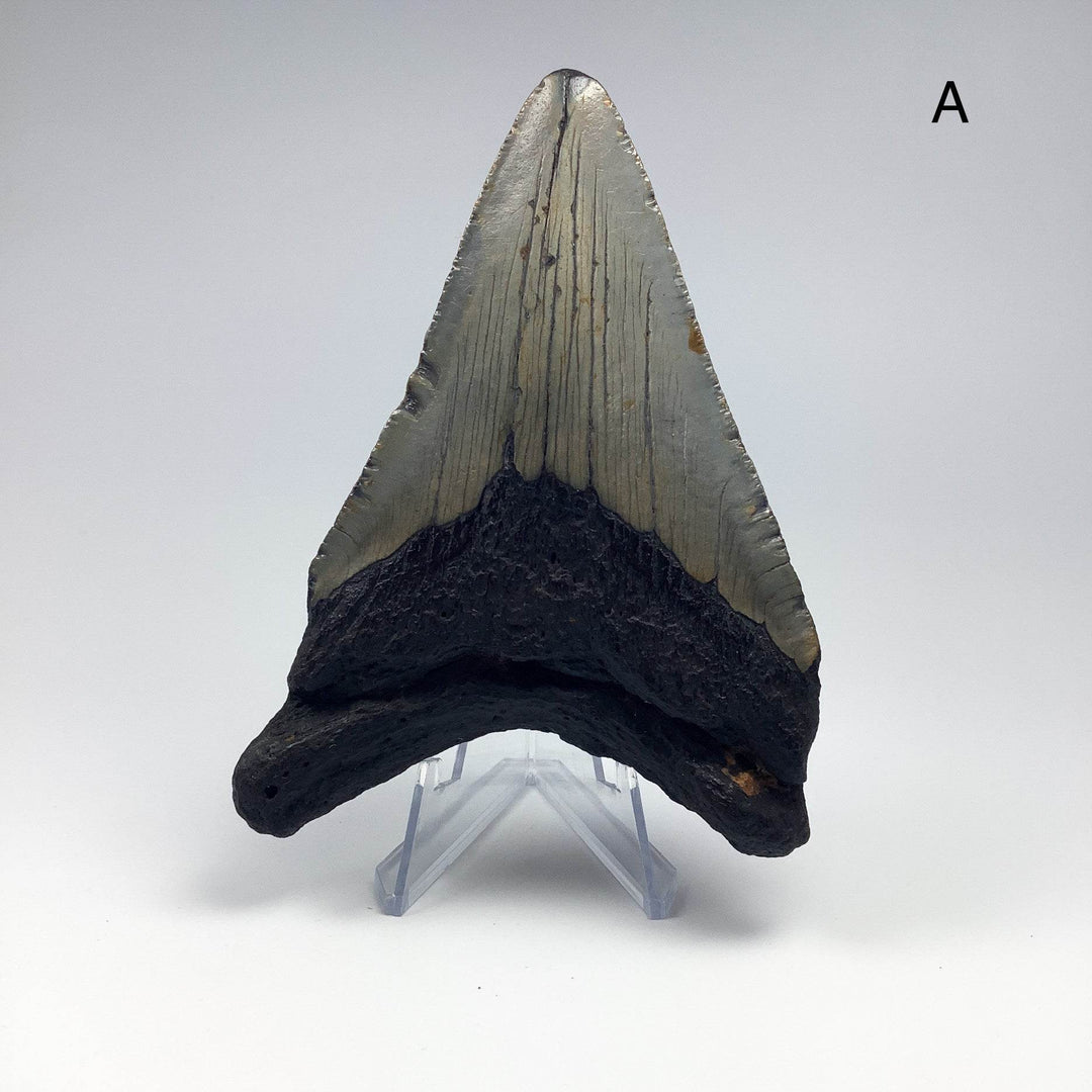 Fossilized Shark Tooth Specimen: Carcharodon Megalodon-Rocks and Gems Canada