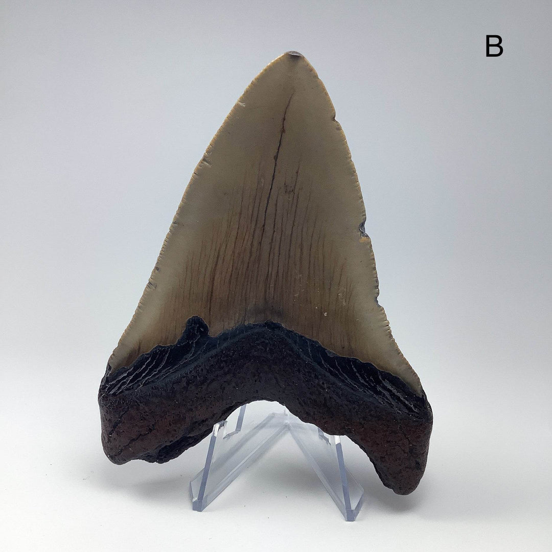 Fossilized Shark Tooth Specimen: Carcharodon Megalodon-Rocks and Gems Canada