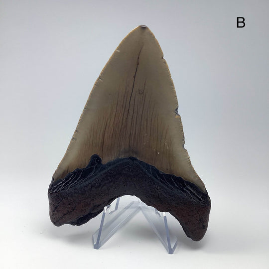 Fossilized Shark Tooth Specimen: Carcharodon Megalodon-Rocks and Gems Canada