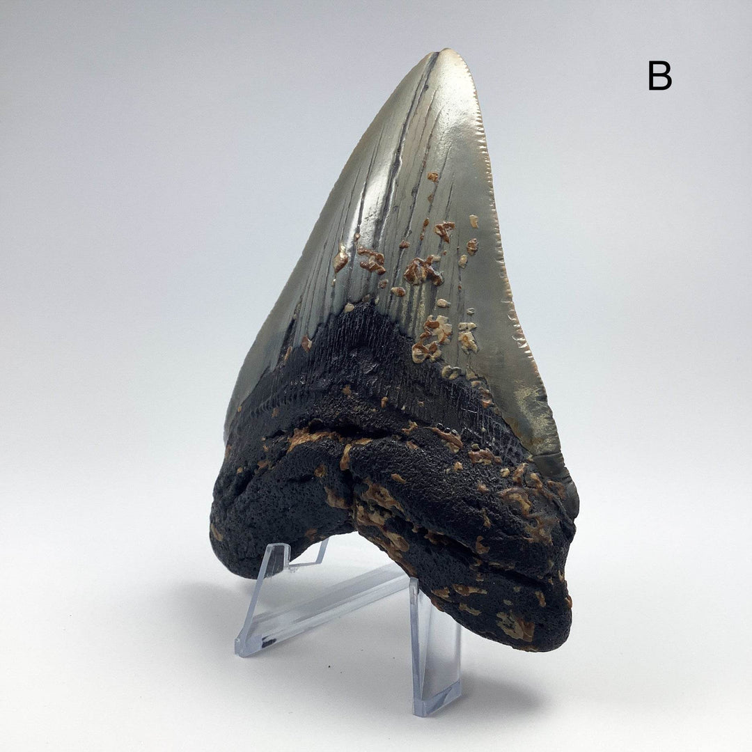 Fossilized Shark Tooth Specimen: Carcharodon Megalodon-Rocks and Gems Canada