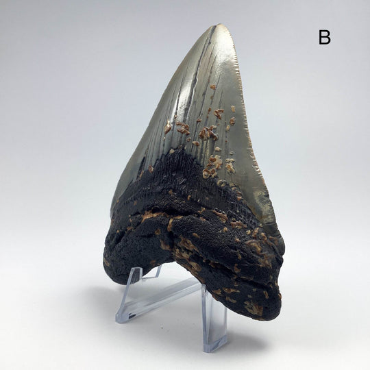 Fossilized Shark Tooth Specimen: Carcharodon Megalodon-Rocks and Gems Canada