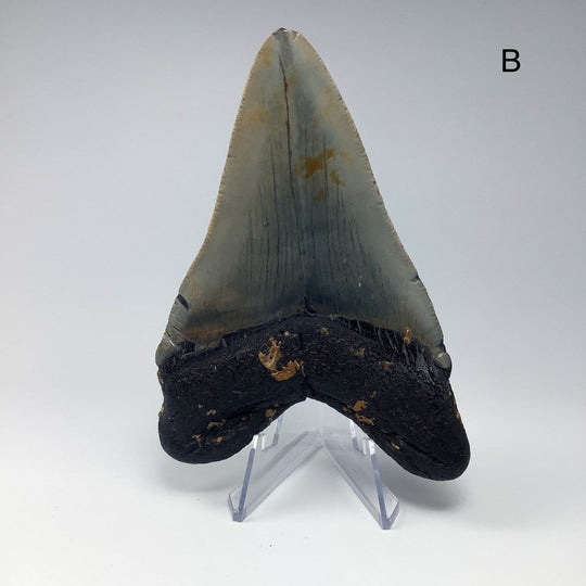 Fossilized Shark Tooth Specimen: Carcharodon Megalodon-Rocks and Gems Canada