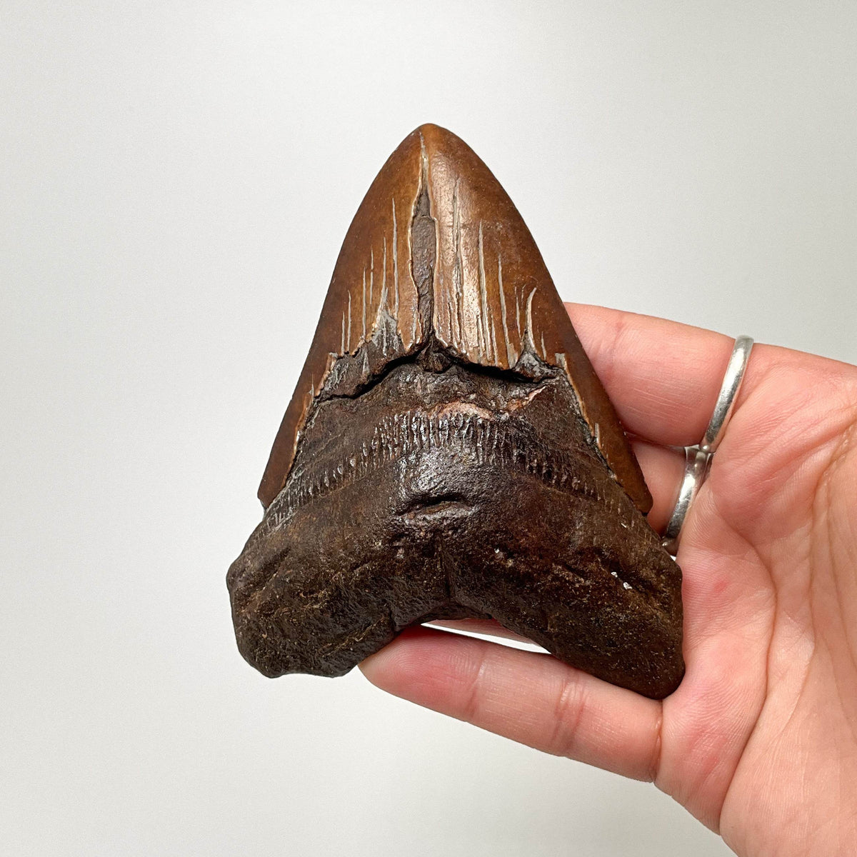 Fossilized Shark Tooth Specimen: Carcharodon Megalodon-Rocks and Gems Canada