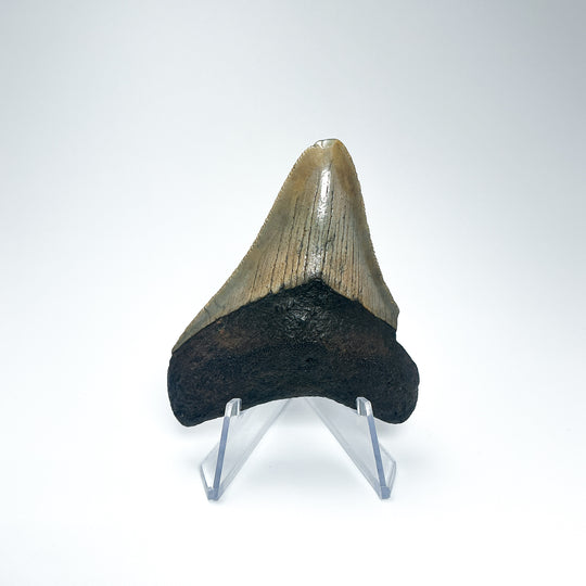 Fossilized Shark Tooth Specimen: Carcharodon Megalodon-Rocks and Gems Canada