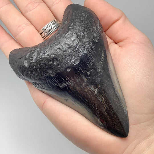 Fossilized Shark Tooth Specimen: Carcharodon Megalodon-Rocks and Gems Canada